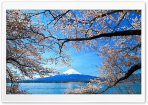 Sakura and Mount Fuji Ultra HD Wallpaper for 4K UHD Widescreen desktop, tablet & smartphone