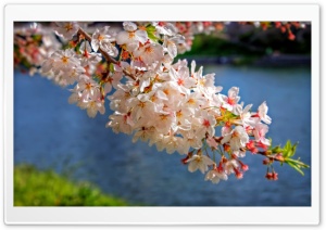 Sakura Blossom Branch Ultra HD Wallpaper for 4K UHD Widescreen desktop, tablet & smartphone