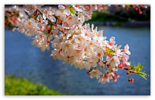 Sakura Blossom Branch UltraHD Wallpaper for UHD 16:9 ; HD 16:9 ; UltraWide 32:10 ; Widescreen 16:10 5:3 ; Fullscreen 4:3 5:4 3:2 ; Tablet 1:1 ; Mobile 3:5 3:4 ; Dual 16:10 5:3 16:9 4:3 5:4 ;