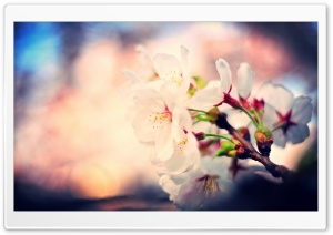 Sakura Blossoms Ultra HD Wallpaper for 4K UHD Widescreen desktop, tablet & smartphone