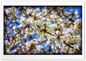 Sakura Branch Ultra HD Wallpaper for 4K UHD Widescreen desktop, tablet & smartphone
