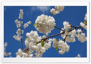 Sakura Branch With Flowers Ultra HD Wallpaper for 4K UHD Widescreen desktop, tablet & smartphone