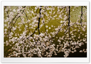Sakura Branches Ultra HD Wallpaper for 4K UHD Widescreen desktop, tablet & smartphone