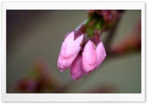 Sakura Buds Ultra HD Wallpaper for 4K UHD Widescreen Desktop, Lockscreen, Screensaver, TV, Tablet, Smartphone