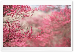 Sakura Cherry Blossom Ultra HD Wallpaper for 4K UHD Widescreen desktop, tablet & smartphone