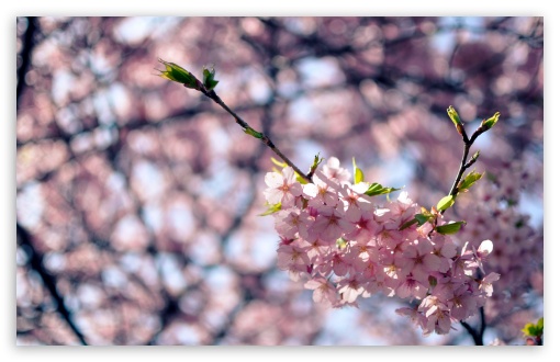 Sakura Flowers UltraHD Wallpaper for 8K UHD TV 16:9 Ultra High Definition 2160p 1440p 1080p 900p 720p ; UltraWide 32:10 ; Widescreen 16:10 5:3 WHXGA WQXGA WUXGA WXGA WGA ; Fullscreen 4:3 5:4 3:2 UXGA XGA SVGA QSXGA SXGA DVGA HVGA HQVGA ( Apple PowerBook G4 iPhone 4 3G 3GS iPod Touch ) ; Tablet 1:1 ; Mobile 3:5 3:4 - ; Dual 16:10 5:3 16:9 4:3 5:4 WHXGA WQXGA WUXGA WXGA WGA 2160p 1440p 1080p 900p 720p UXGA XGA SVGA QSXGA SXGA ;