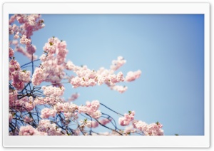 Sakura Flowers Branches Ultra HD Wallpaper for 4K UHD Widescreen desktop, tablet & smartphone