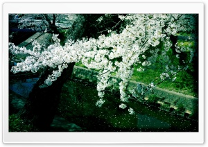 Sakura, Iga River Ultra HD Wallpaper for 4K UHD Widescreen desktop, tablet & smartphone