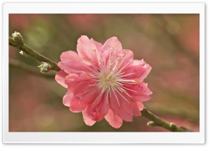 Sakura Macro Branch Ultra HD Wallpaper for 4K UHD Widescreen desktop, tablet & smartphone