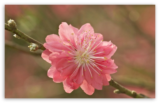 Sakura Macro Branch UltraHD Wallpaper for 8K UHD TV 16:9 Ultra High Definition 2160p 1440p 1080p 900p 720p ; Widescreen 16:10 5:3 WHXGA WQXGA WUXGA WXGA WGA ; Fullscreen 4:3 5:4 3:2 UXGA XGA SVGA QSXGA SXGA DVGA HVGA HQVGA ( Apple PowerBook G4 iPhone 4 3G 3GS iPod Touch ) ; Tablet 1:1 ; Mobile 3:4 - ;