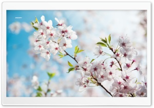 Sakura, Spring Ultra HD Wallpaper for 4K UHD Widescreen desktop, tablet & smartphone