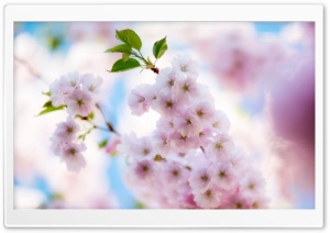 Sakura, Spring, Nature Photography Ultra HD Wallpaper for 4K UHD Widescreen desktop, tablet & smartphone