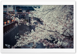 Sakura, Tokyo Ultra HD Wallpaper for 4K UHD Widescreen desktop, tablet & smartphone