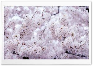 Sakura Vintage Ultra HD Wallpaper for 4K UHD Widescreen desktop, tablet & smartphone