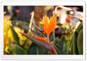 San Diego, Old Town Ultra HD Wallpaper for 4K UHD Widescreen desktop, tablet & smartphone