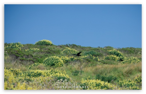 San Francisco Wildlife UltraHD Wallpaper for UHD 16:9 ; HD 16:9 ; UltraWide 32:9 32:10 ; Widescreen 16:10 5:3 ; Fullscreen 4:3 5:4 3:2 ; Tablet 1:1 ; Mobile 3:5 3:4 ; Dual 16:10 5:3 16:9 4:3 5:4 ;