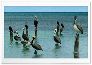 San Pedro, Belize Ultra HD Wallpaper for 4K UHD Widescreen desktop, tablet & smartphone