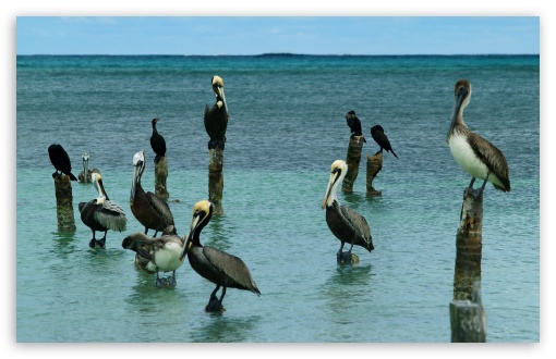 San Pedro, Belize UltraHD Wallpaper for Wide 16:10 Widescreen WHXGA WQXGA WUXGA WXGA ; 8K UHD TV 16:9 Ultra High Definition 2160p 1440p 1080p 900p 720p ; Mobile 4:3 5:3 3:2 16:9 - UXGA XGA SVGA WGA DVGA HVGA HQVGA ( Apple PowerBook G4 iPhone 4 3G 3GS iPod Touch ) 2160p 1440p 1080p 900p 720p ;