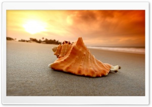 Sand Beach Shell Sea Ultra HD Wallpaper for 4K UHD Widescreen desktop, tablet & smartphone