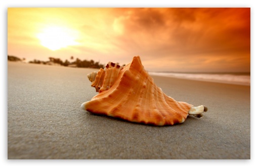 Sand Beach Shell Sea UltraHD Wallpaper for HD 16:9 ; Widescreen 16:10 5:3 ; Fullscreen 4:3 5:4 3:2 ;