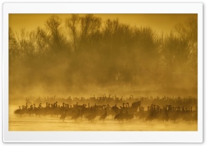 Sandhill Cranes Birds, Mist, Sunrise Ultra HD Wallpaper for 4K UHD Widescreen desktop, tablet & smartphone