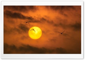 Sandhill Cranes Birds, Sunrise Ultra HD Wallpaper for 4K UHD Widescreen desktop, tablet & smartphone
