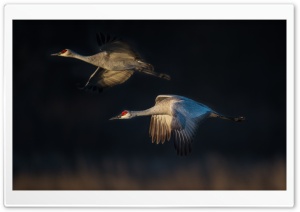 Sandhill Cranes in Flight Ultra HD Wallpaper for 4K UHD Widescreen desktop, tablet & smartphone