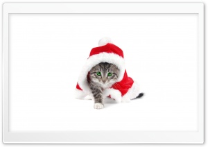 Santa Cat Ultra HD Wallpaper for 4K UHD Widescreen desktop, tablet & smartphone