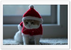 Santa Claus Cat Ultra HD Wallpaper for 4K UHD Widescreen desktop, tablet & smartphone