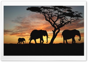 Savannah Elephants Ultra HD Wallpaper for 4K UHD Widescreen desktop, tablet & smartphone