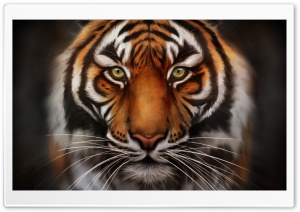 Save The Tiger Ultra HD Wallpaper for 4K UHD Widescreen desktop, tablet & smartphone