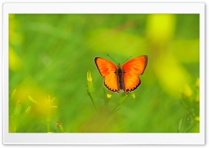 Scarce Copper Butterfly Ultra HD Wallpaper for 4K UHD Widescreen desktop, tablet & smartphone