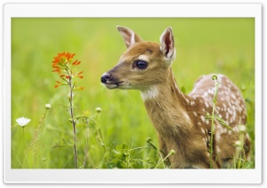 Scared Baby Deer Ultra HD Wallpaper for 4K UHD Widescreen desktop, tablet & smartphone