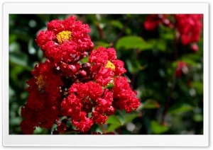 Scarlet Crepe Myrtle Ultra HD Wallpaper for 4K UHD Widescreen desktop, tablet & smartphone