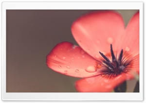Scarlet Flax Flower Macro Ultra HD Wallpaper for 4K UHD Widescreen desktop, tablet & smartphone