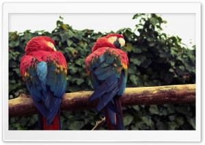 Scarlet Macaw Parrots Ultra HD Wallpaper for 4K UHD Widescreen desktop, tablet & smartphone