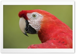 Scarlet Macaw Portrait Amazon Ecosystem Peru Ultra HD Wallpaper for 4K UHD Widescreen desktop, tablet & smartphone