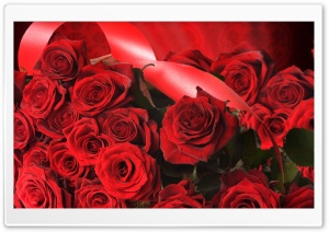 Scarlet Roses With Ribbon Ultra HD Wallpaper for 4K UHD Widescreen desktop, tablet & smartphone