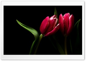Scarlet Tulip Ultra HD Wallpaper for 4K UHD Widescreen desktop, tablet & smartphone