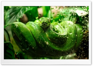 Scary Eyes Ultra HD Wallpaper for 4K UHD Widescreen desktop, tablet & smartphone