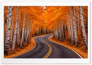 Scenic Autumn Road in Orange Aspen Forest 4K UHD Wallpaper for Widescreen and UltraWide Desktop, UltraHD TV, Smartphone, Tablet