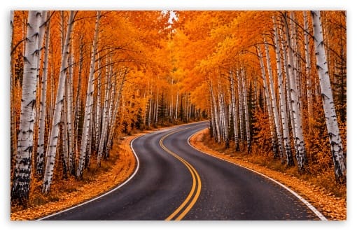 Scenic Autumn Road in Orange Aspen Forest UltraHD Wallpaper for UHD 16:9 ; HD 16:9 ; UltraWide 21:9 24:10 ; Widescreen 16:10 ; Tablet 1:1 ; Mobile 9:16 ;
