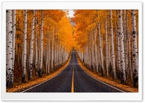 Scenic Autumn Road through Aspen Forest 4K UHD Wallpaper for Widescreen and UltraWide Desktop, UltraHD TV, Smartphone, Tablet