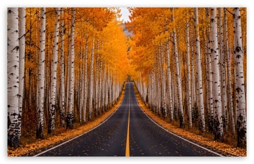 Scenic Autumn Road through Aspen Forest UltraHD Wallpaper for UHD 16:9 ; HD 16:9 ; UltraWide 21:9 24:10 32:9 32:10 ; Widescreen 16:10 ; Tablet 1:1 ; Mobile 9:16 9:19.5 9:20 9:21 9:22 ; Dual 16:10 16:9 ;