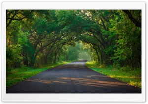 Scenic Tree Tunnel Road 4K UHD Wallpaper for Widescreen and UltraWide Desktop, UltraHD TV, Smartphone, Tablet
