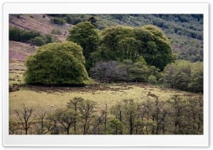 Scenic Views of Glen Nevis Grove in the Scottish Highlands 4K UHD Wallpaper for Widescreen and UltraWide Desktop, UltraHD TV, Smartphone, Tablet