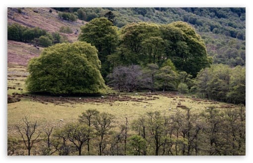 Scenic Views of Glen Nevis Grove in the Scottish Highlands UltraHD Wallpaper for UHD 16:9 ; HD 16:9 ; UltraWide 21:9 24:10 ; Widescreen 16:10 ; Tablet 1:1 ; Mobile 9:16 ;