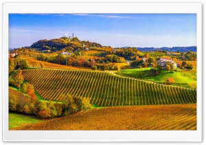 Scenic Vineyard Landscape Ultra HD Wallpaper for 4K UHD Widescreen desktop, tablet & smartphone