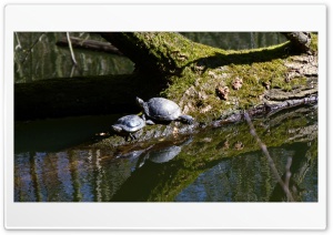 Schildkroten 4K UHD Wallpaper for Widescreen and UltraWide Desktop, UltraHD TV, Smartphone, Tablet