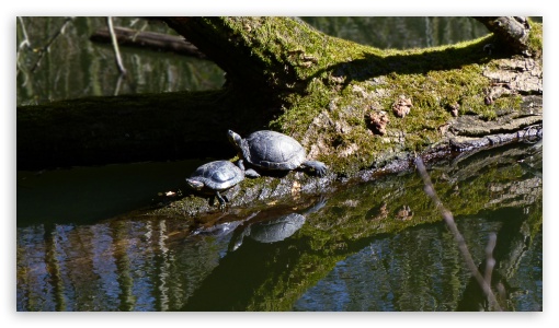 Schildkroten UltraHD Wallpaper for UHD 16:9 ; HD 16:9 ; Fullscreen 4:3 ;